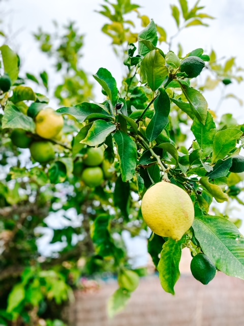 Lemon tree in Mallorca